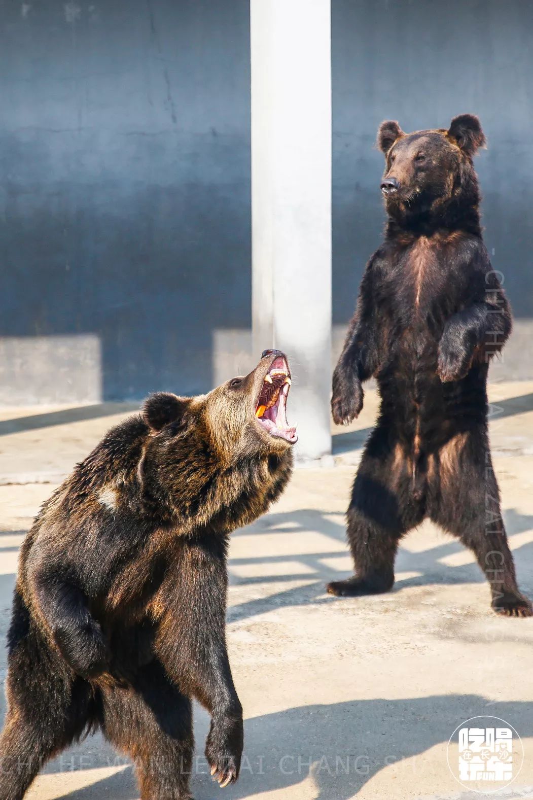柏乐园附近美食,柏乐园有没有美食
