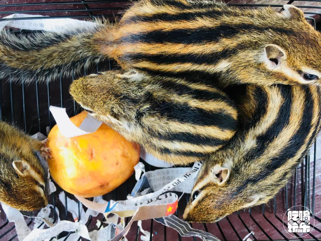 柏乐园附近美食,柏乐园有没有美食