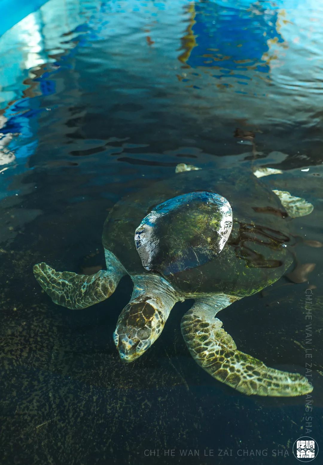 柏乐园附近美食,柏乐园有没有美食