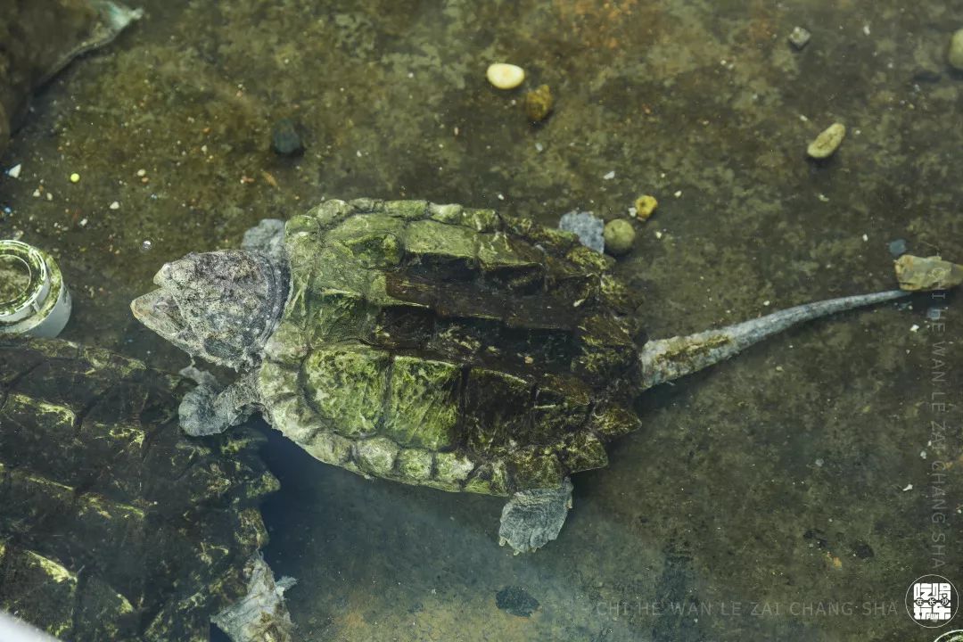 柏乐园附近美食,柏乐园有没有美食