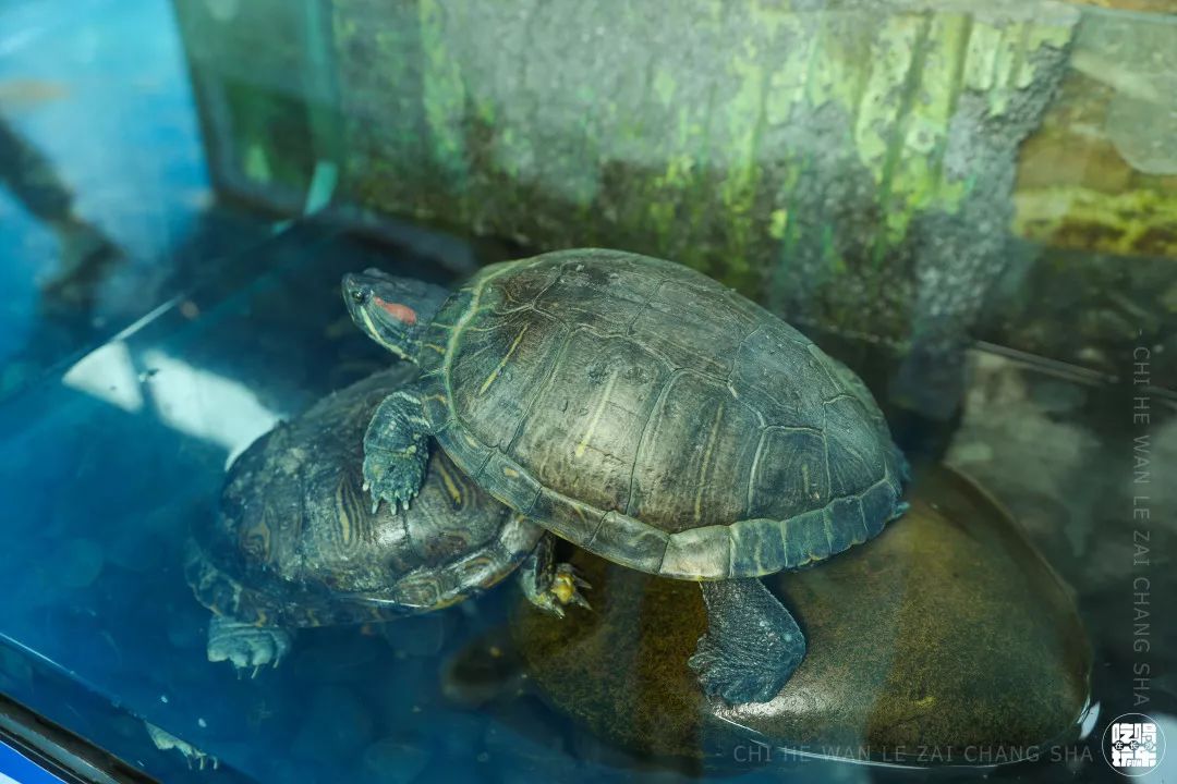 柏乐园附近美食,柏乐园有没有美食