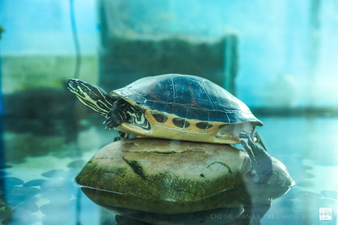 柏乐园附近美食,柏乐园有没有美食