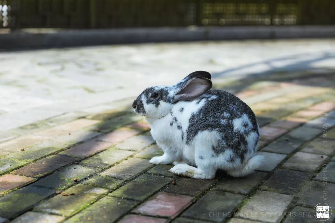 柏乐园附近美食,柏乐园有没有美食