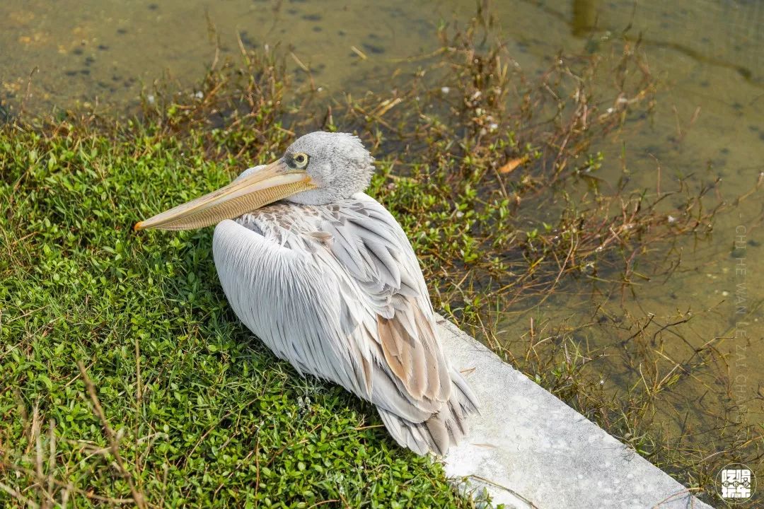 柏乐园附近美食,柏乐园有没有美食