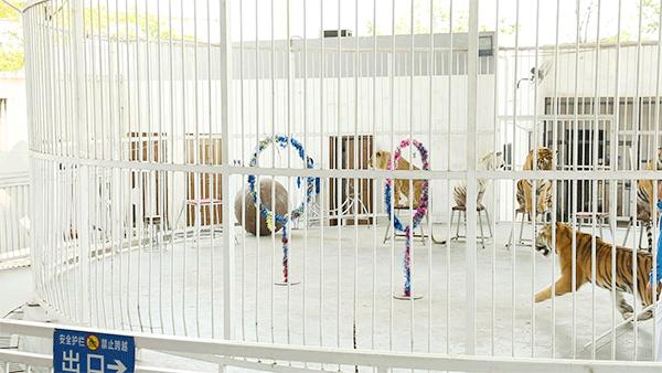 柏乐园附近美食,柏乐园有没有美食