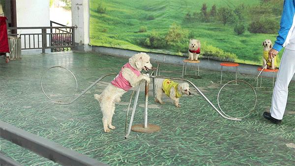 柏乐园附近美食,柏乐园有没有美食