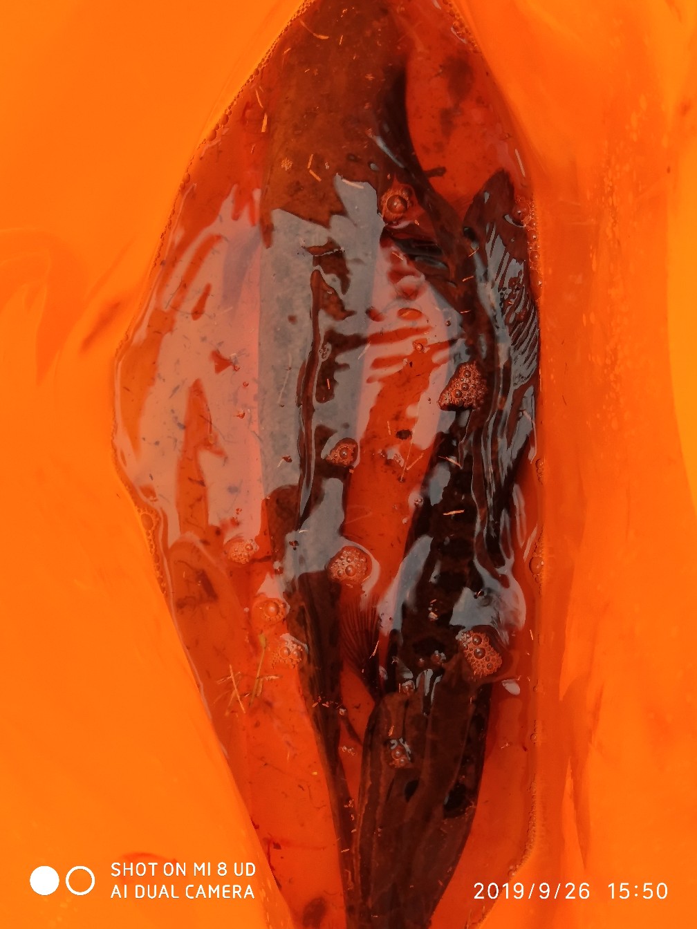 提高路亚中鱼率,打黑用什么假饵中鱼率高