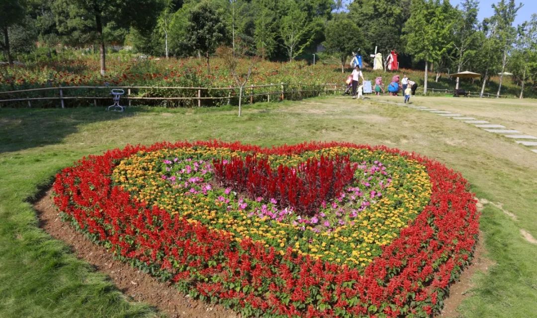 花漾宜昌如此美丽！44万盆鲜花全城绽放