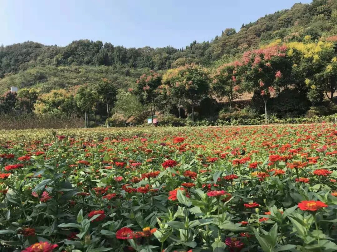 花漾宜昌如此美丽！44万盆鲜花全城绽放