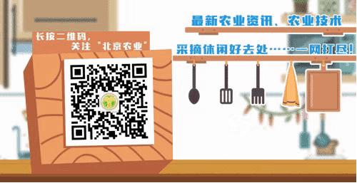 心疼……鸡尾鹦鹉拉稀了，怎么办？