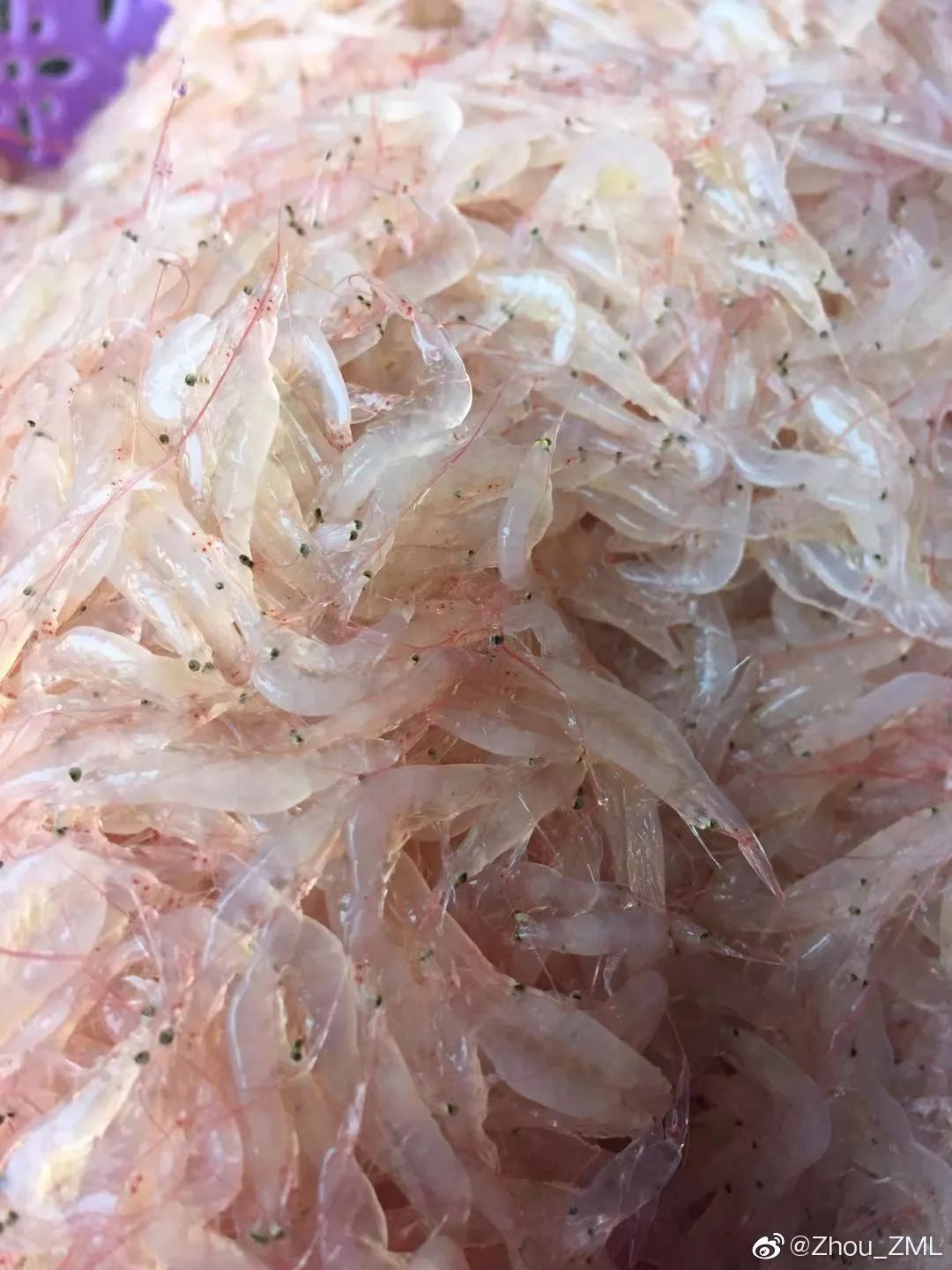 骨头汤虾皮补钙靠谱吗,骨头汤真的没有营养吗