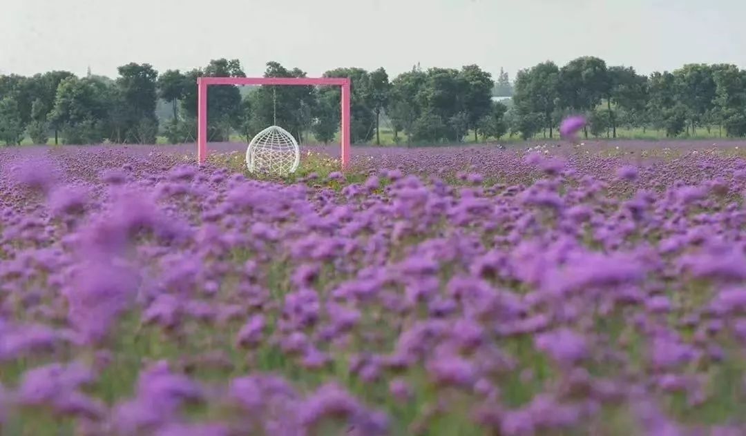 申城一日游必去景点,有哪些免费的景区推荐一下
