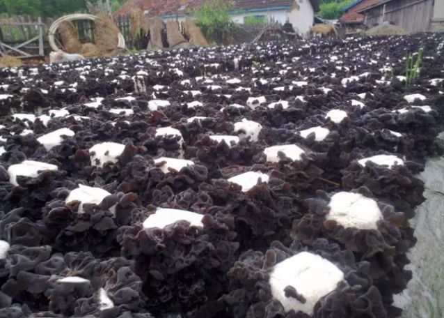 黑龙江省美丽乡村建设示范村名单,辽宁11个村镇入围全国示范