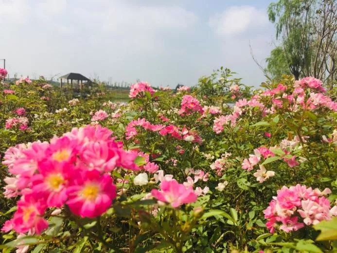 申城一日游必去景点,有哪些免费的景区推荐一下