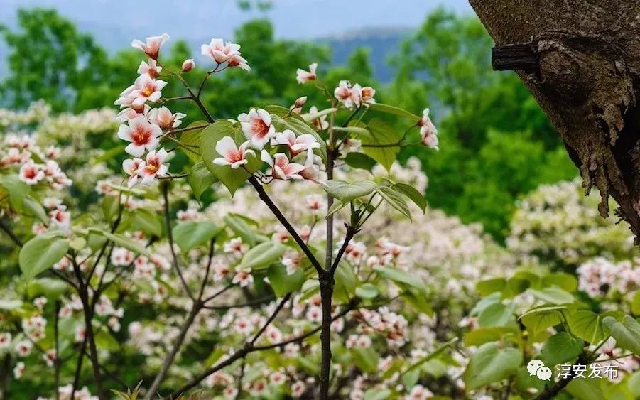 淳安千岛湖十大特产,千岛湖淳安特产