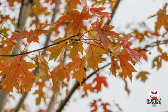 福州好玩拍照好看的地方,福州3-4月份赏花位置