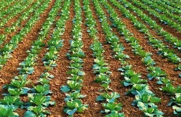 面临重茬，我们怎么办？（实用好文）