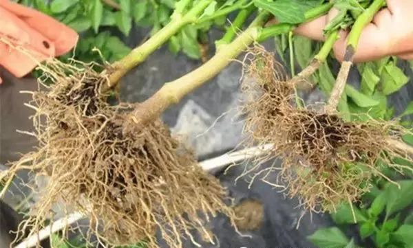 面临重茬，我们怎么办？（实用好文）