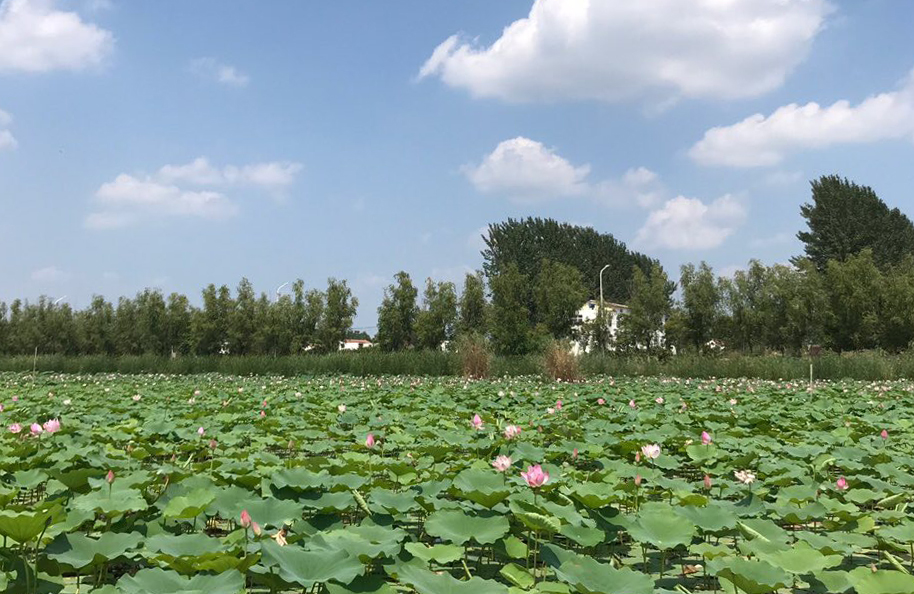 淮阳龙湖赏荷记——文/市直管荣玲