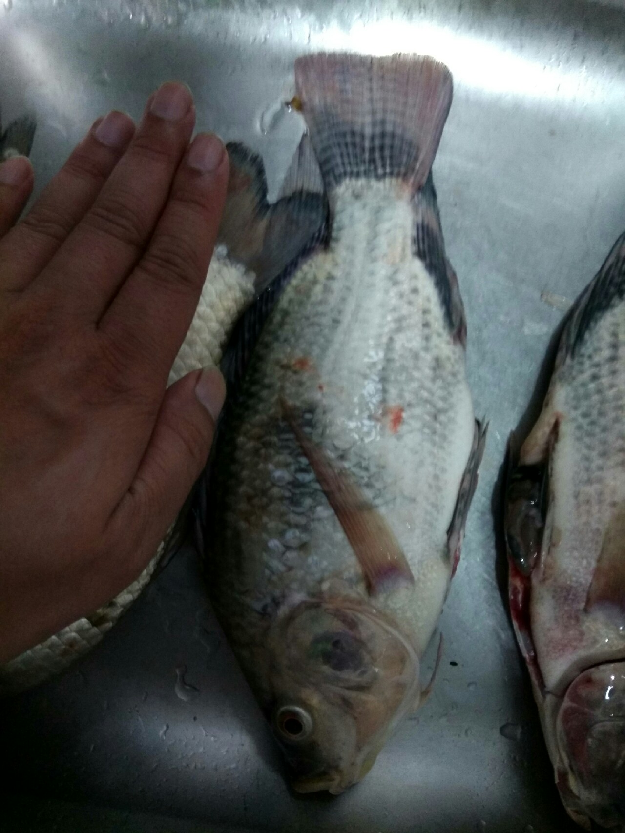 钓鱼的感悟心得,钓鱼的道理及感悟