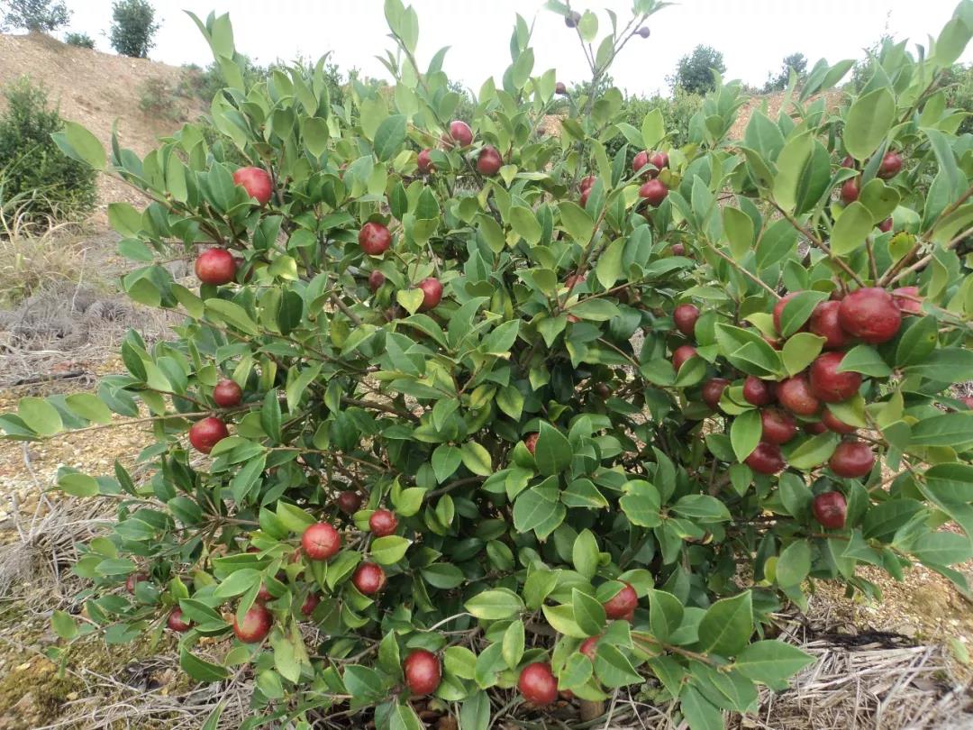 大山里的欧洲,大山里的欧洲城堡