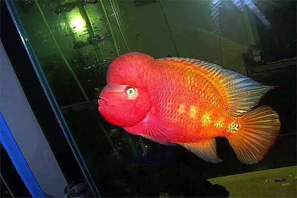 红马的终极指南,红马的最佳打法