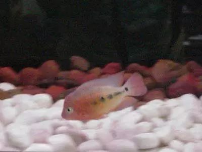 红马的终极指南,红马的最佳打法