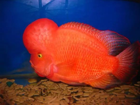 红马的终极指南,红马的最佳打法