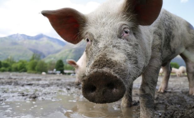 牧原股份扩张计划养猪,牧原股份现代化养猪