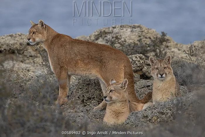 “你看那个人，好像在用浣熊投毒。”