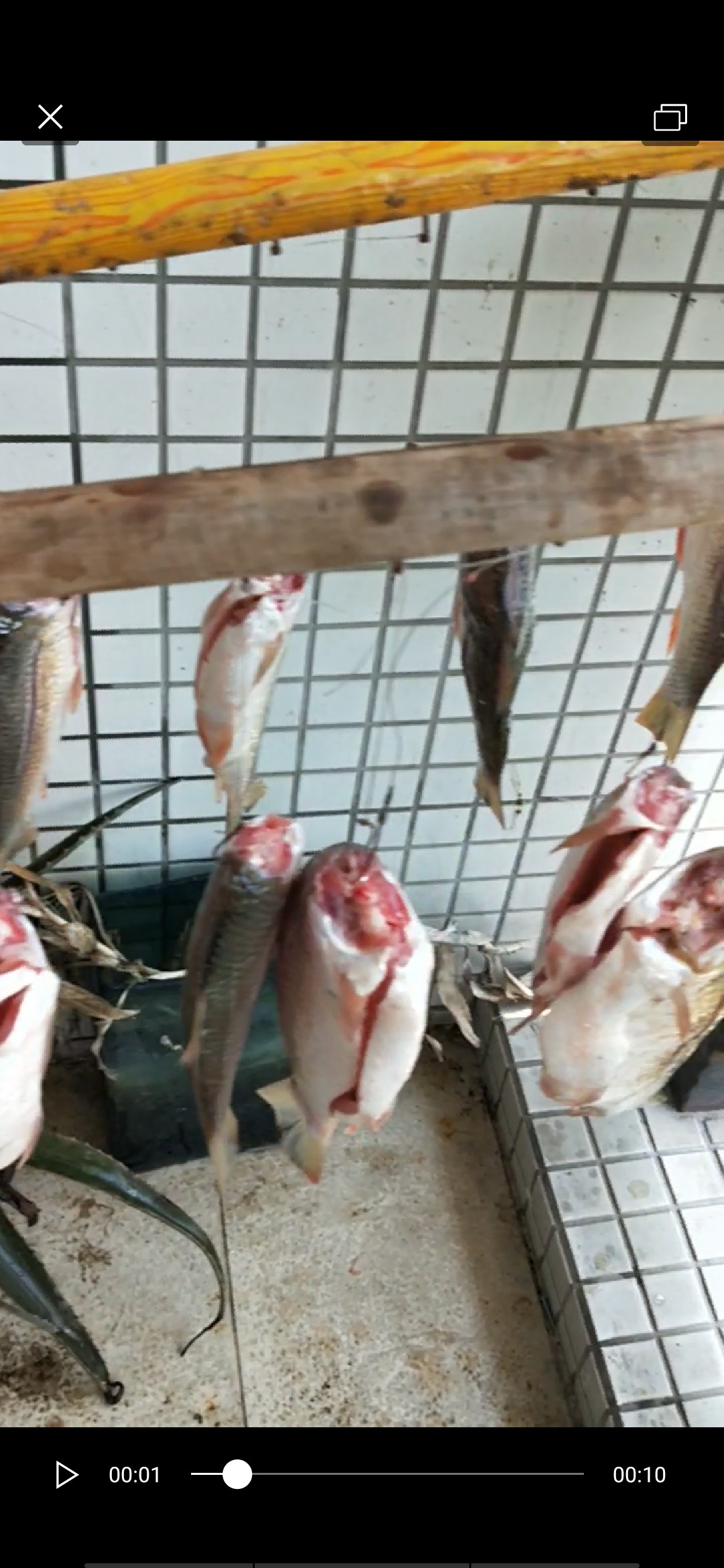 老少皆宜！家庭版豆豉鲮鱼的制作全过程