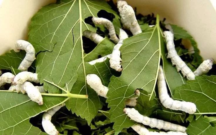 央视曝光蚕丝被长期盖,长期盖蚕丝被的危害图片