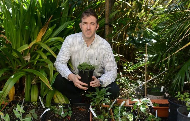 草药治高血压,德国治疗高血压的中药