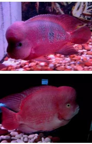 红马的最佳进攻方法,红马新手入门讲解