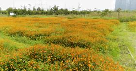 满城尽带黄金甲！在佛山，就能感受秋日童话的浪漫