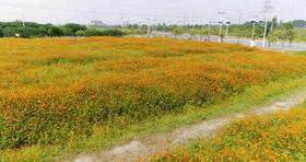 满城尽带黄金甲！在佛山，就能感受秋日童话的浪漫