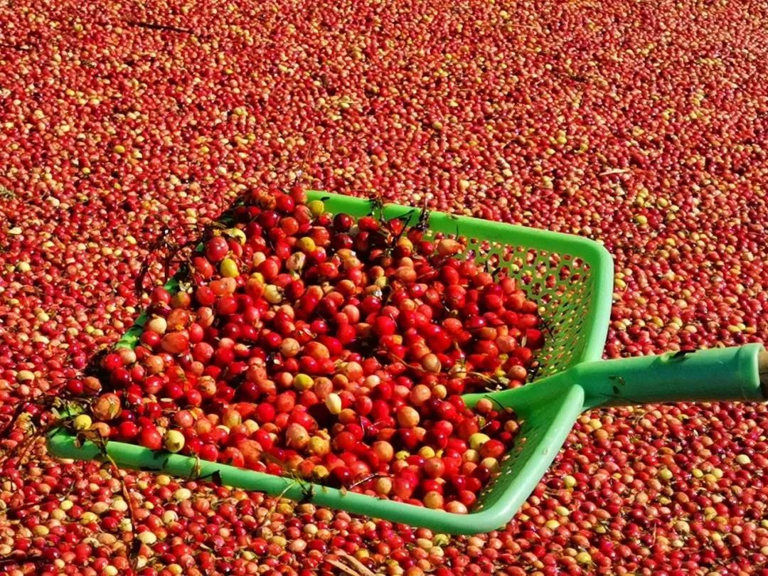 最有发展前景的第三代水果,三农水果发展趋势