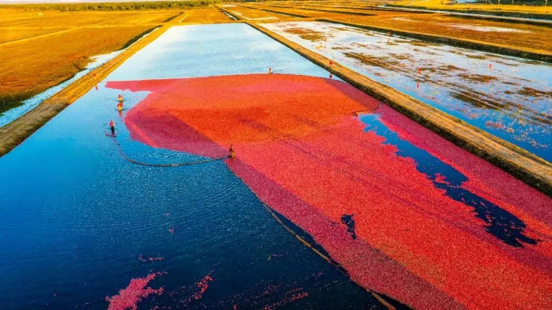 最有发展前景的第三代水果,三农水果发展趋势