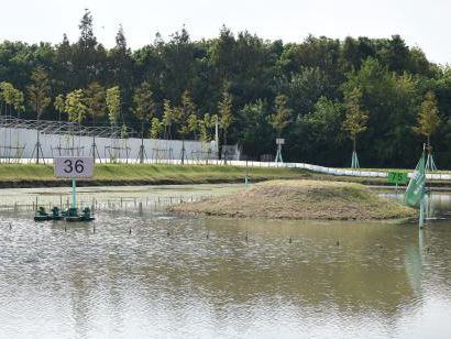 上海闵行区大闸蟹,阳澄湖特大大闸蟹