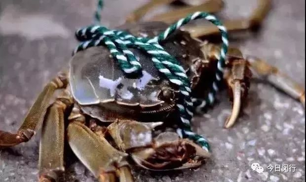 上海闵行区大闸蟹,阳澄湖特大大闸蟹