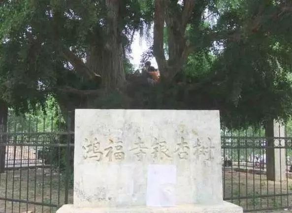 鲁南高铁首发车票,鲁南高铁客票最新消息