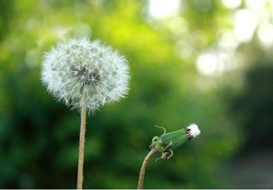 蒲公英如何泡水喝作用和功效,蒲公英可以长期泡水喝作用和功效