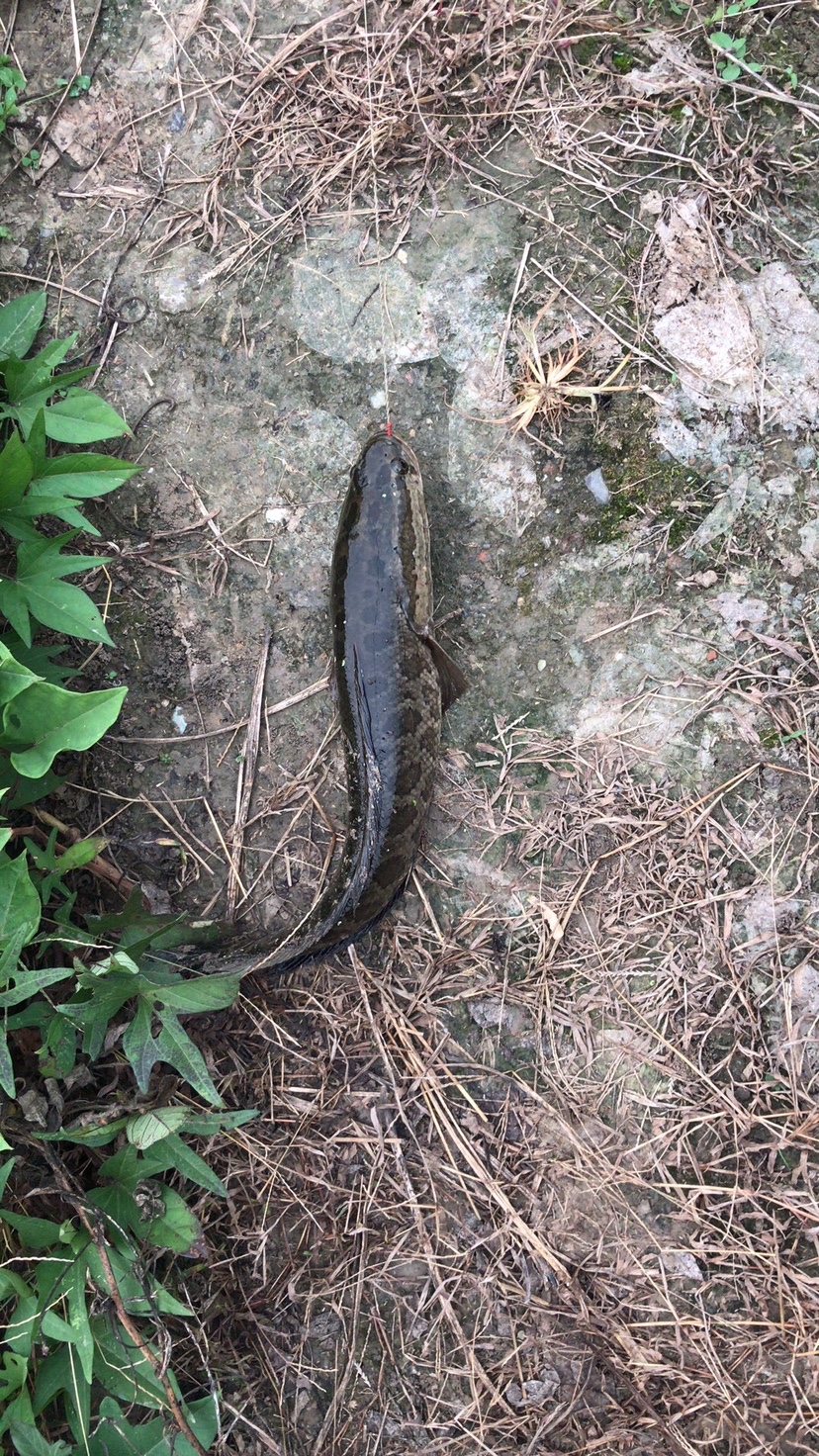 路亚打黑2022年视频,路亚打黑第一条鱼