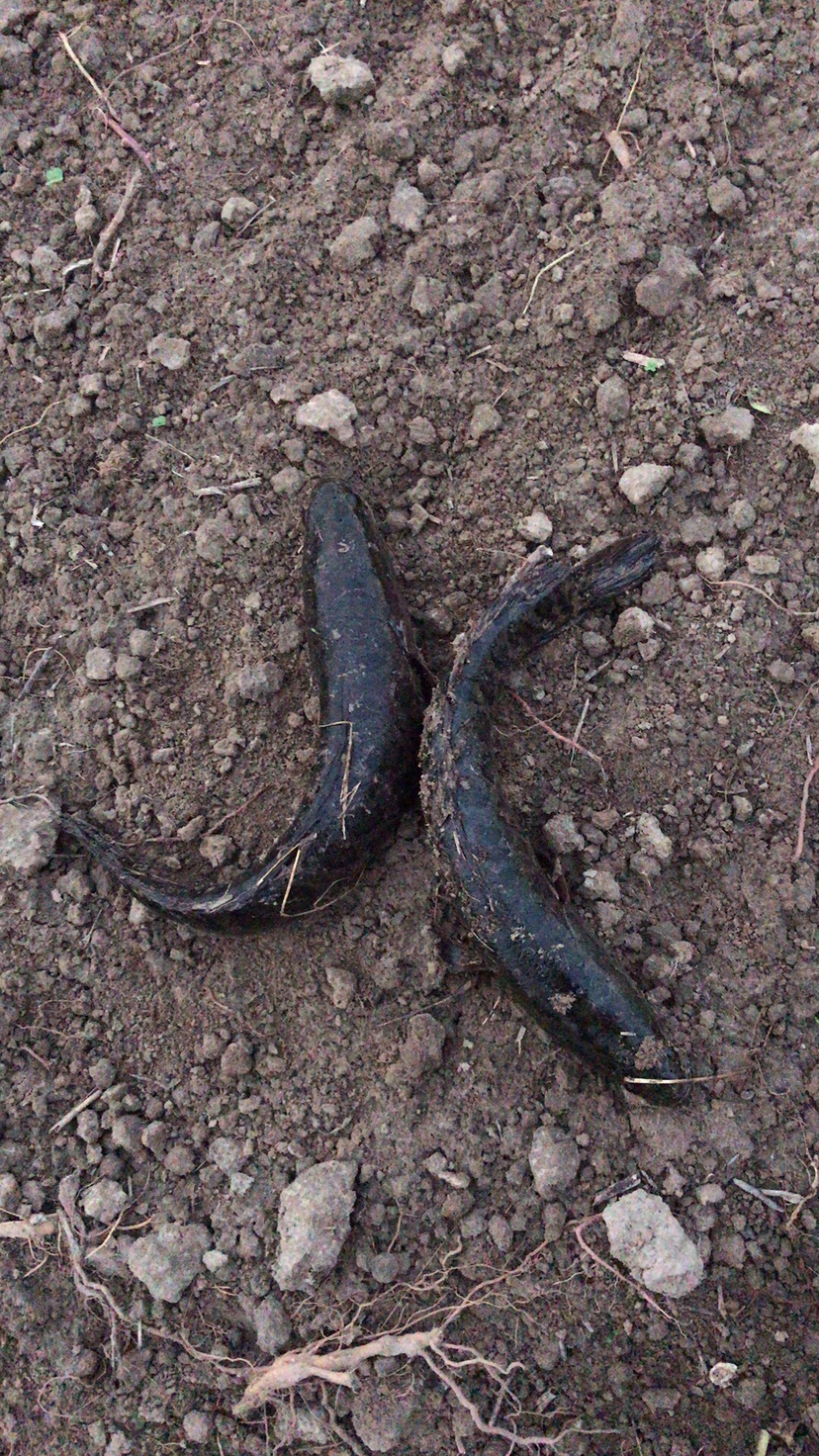 路亚打黑2022年视频,路亚打黑第一条鱼