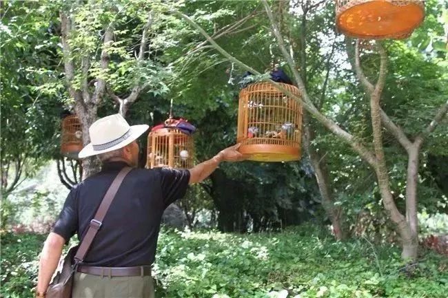 遛鸟、背水、广场舞……丽江人的柔软时光里“暗藏玄机”