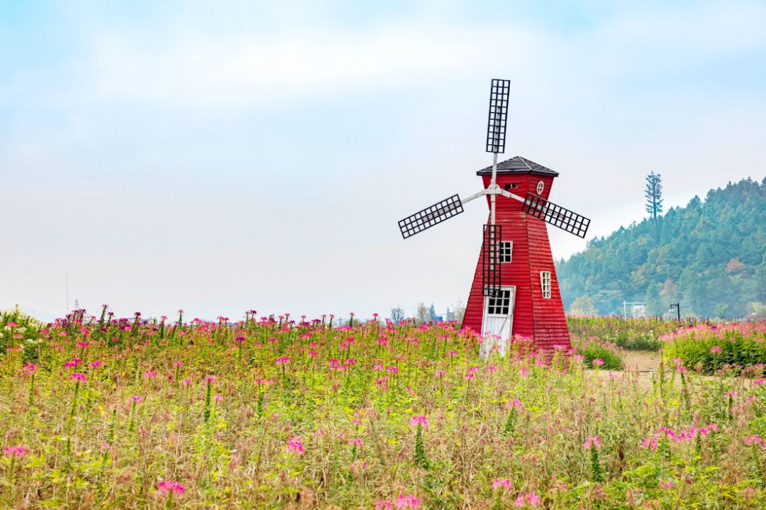 四月浙江最美花海,浙北绝美风光
