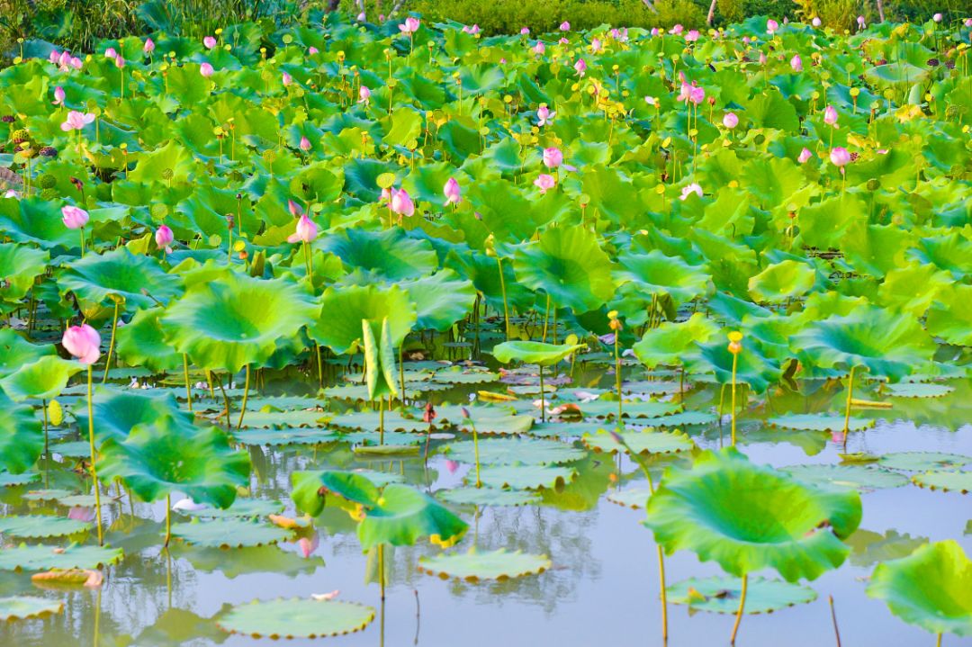 四月浙江最美花海,浙北绝美风光