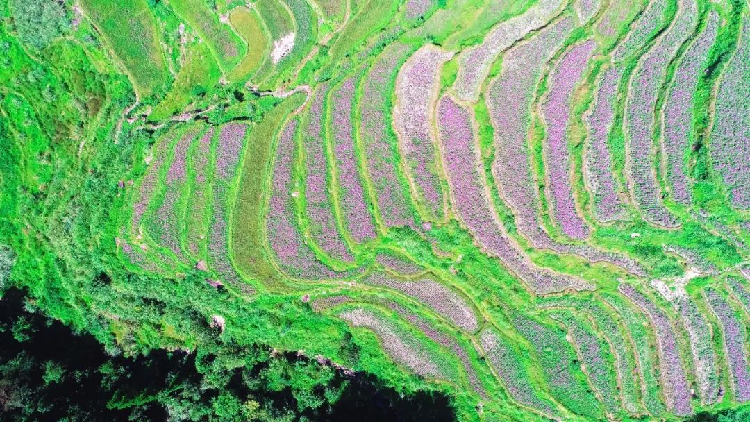 四月浙江最美花海,浙北绝美风光