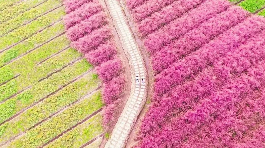 四月浙江最美花海,浙北绝美风光