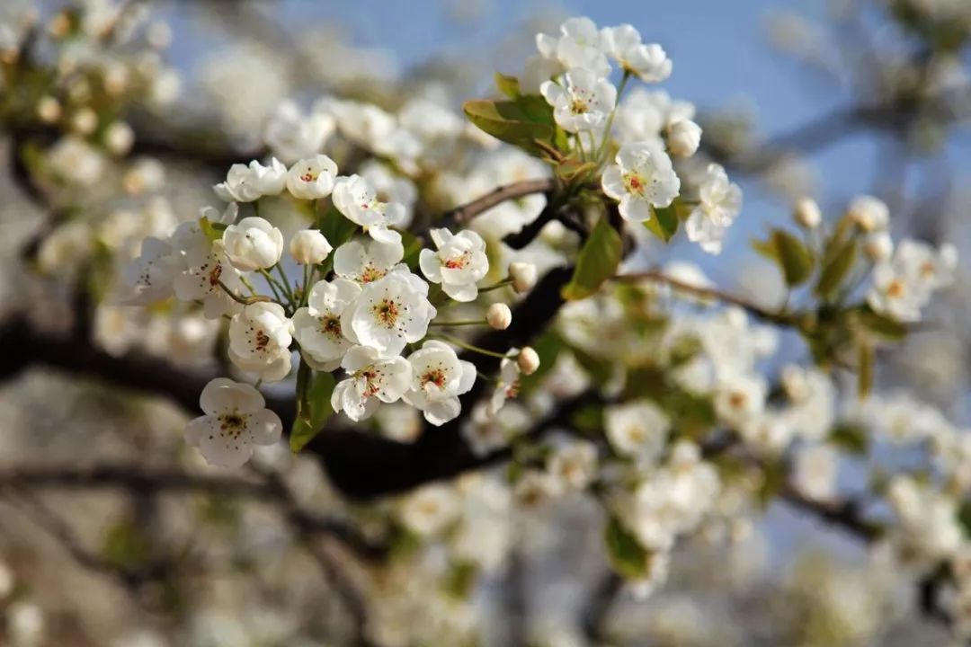 盘点能唤起乡愁的田园,能唤起乡愁的田园你还没去过